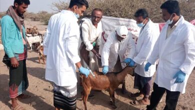 تعز.. تدشين حملة تحصين الثروة الحيوانية ضد الجدري والطاعون بمديرية موزع