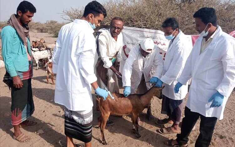 تعز.. تدشين حملة تحصين الثروة الحيوانية ضد الجدري والطاعون بمديرية موزع 1 تعز.. تدشين حملة تحصين الثروة الحيوانية ضد الجدري والطاعون بمديرية موزع