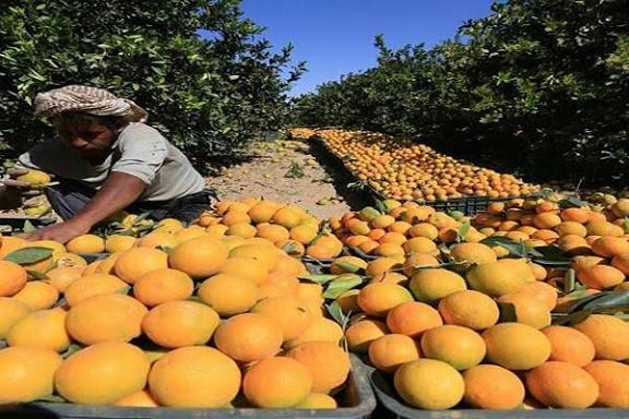 القيود الحوثية وشح التصدير يدفعان بمحصول برتقال الجوف نحو الانهيار
