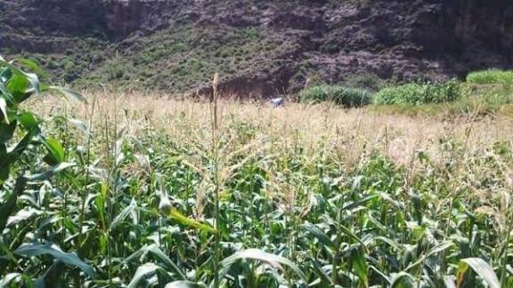 مليشيا الحوثي توسّع دائرة الجبايات في إب وتشمل مزارعي البطاط ومربي النحل