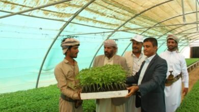 توزيع مليون شتلة و200 طن من البذور على مزارعي مأرب