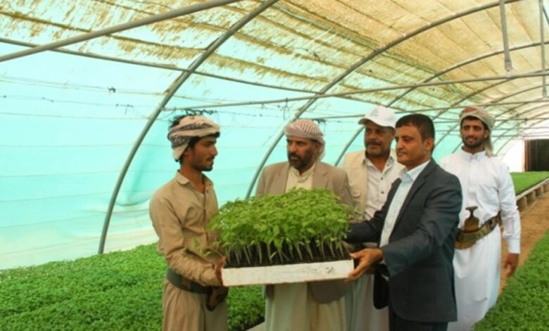 توزيع مليون شتلة و200 طن من البذور على مزارعي مأرب 1 توزيع مليون شتلة و200 طن من البذور على مزارعي مأرب