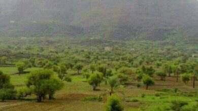 وفاة ثلاثينية في تعز برصاصة راجعة أثناء احتفال أسرتها بقدومها