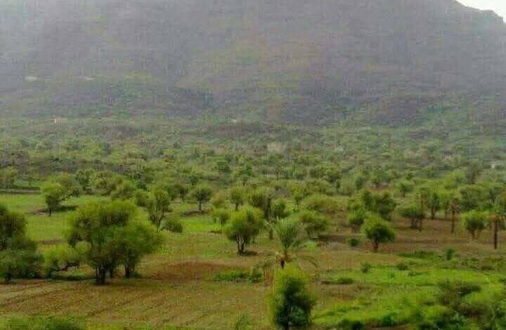 وفاة ثلاثينية في تعز برصاصة راجعة أثناء احتفال أسرتها بقدومها