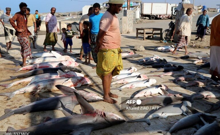 مواطنون في الخوخة يطالبون بتسخير إيرادات القطاع السمكي في توفير الخدمات