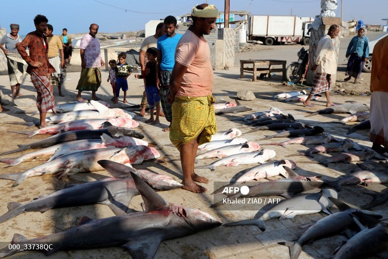 مواطنون في الخوخة يطالبون بتسخير إيرادات القطاع السمكي في توفير الخدمات