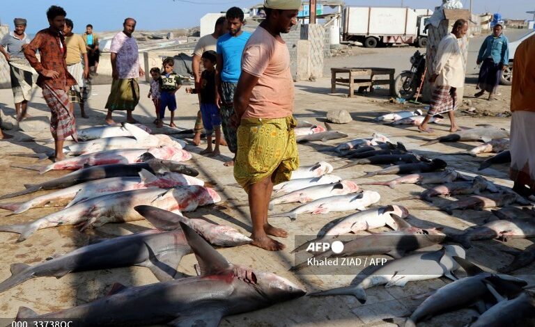 صيادو الخوخة يشتكون من تلف أسماكهم لعدم صيانة هنجر الانزال 1 صيادو الخوخة يشتكون من تلف أسماكهم لعدم صيانة هنجر الانزال