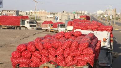 مدير ميناء المخا يؤكد بدء تصدير البصل إلى عدة دول