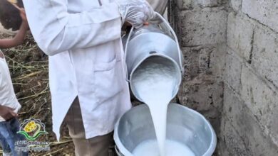 الحوثي يدمر منتجي الحليب في تهامة… آلاف المزارعين على حافة الانهيار
