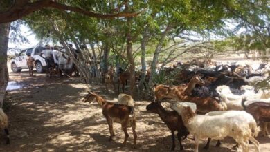 الصليب الأحمر الدولي يتفقد حملة تحصين المواشي في ذوباب المندب لحماية الثروة الحيوانية من الأوبئة 7 الصليب الأحمر الدولي يتفقد حملة تحصين المواشي في ذوباب المندب لحماية الثروة الحيوانية من الأوبئة