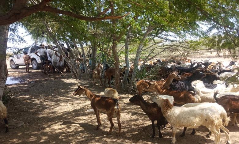 الصليب الأحمر الدولي يتفقد حملة تحصين المواشي في ذوباب المندب لحماية الثروة الحيوانية من الأوبئة 1 الصليب الأحمر الدولي يتفقد حملة تحصين المواشي في ذوباب المندب لحماية الثروة الحيوانية من الأوبئة