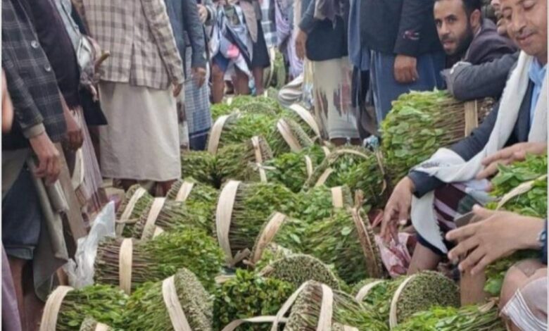 مزارعو القات الشامي يوقفون البيع في الحديدة بسبب ضرائب الحوثي 1 مزارعو القات الشامي يوقفون البيع في الحديدة بسبب ضرائب الحوثي