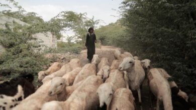 مليشيا الحوثي تبتز الفقراء في الحديدة بإتاوات جديدة على الأضاحي قبل العيد