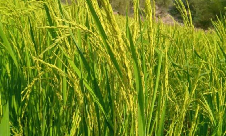 هل كان يزرع الأرز في تهامة؟ مصادر تاريخية تجيب