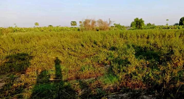 من الحديدة إلى لحج.. تراجع محصول "السمسم" بسبب الإهمال والحشرات الضارة 1 من الحديدة إلى لحج.. تراجع محصول "السمسم" بسبب الإهمال والحشرات الضارة