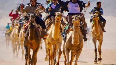 شبوة تختتم مهرجان الشيخ محمد بن زايد لسباقات الهجن بحضور رسمي وجماهيري واسع