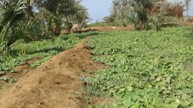 الحوثية تنشر منصات صواريخ وطائرات مسيرة جنوب الحديدة
