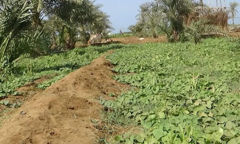 الحوثية تنشر منصات صواريخ وطائرات مسيرة جنوب الحديدة
