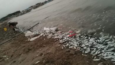 نفوق اسماك في سواحل الخوخة ومصادر توضح