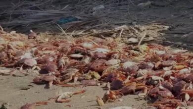 الحديدة.. نفوق جماعي للكائنات البحرية ومدير حماية البيئة يوضح الأسباب