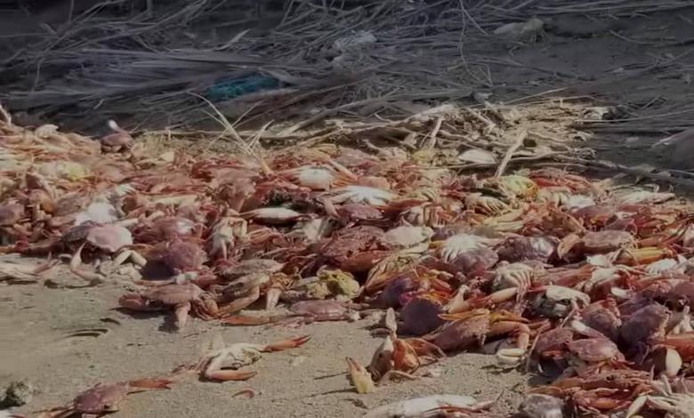 الحديدة.. نفوق جماعي للكائنات البحرية ومدير حماية البيئة يوضح الأسباب